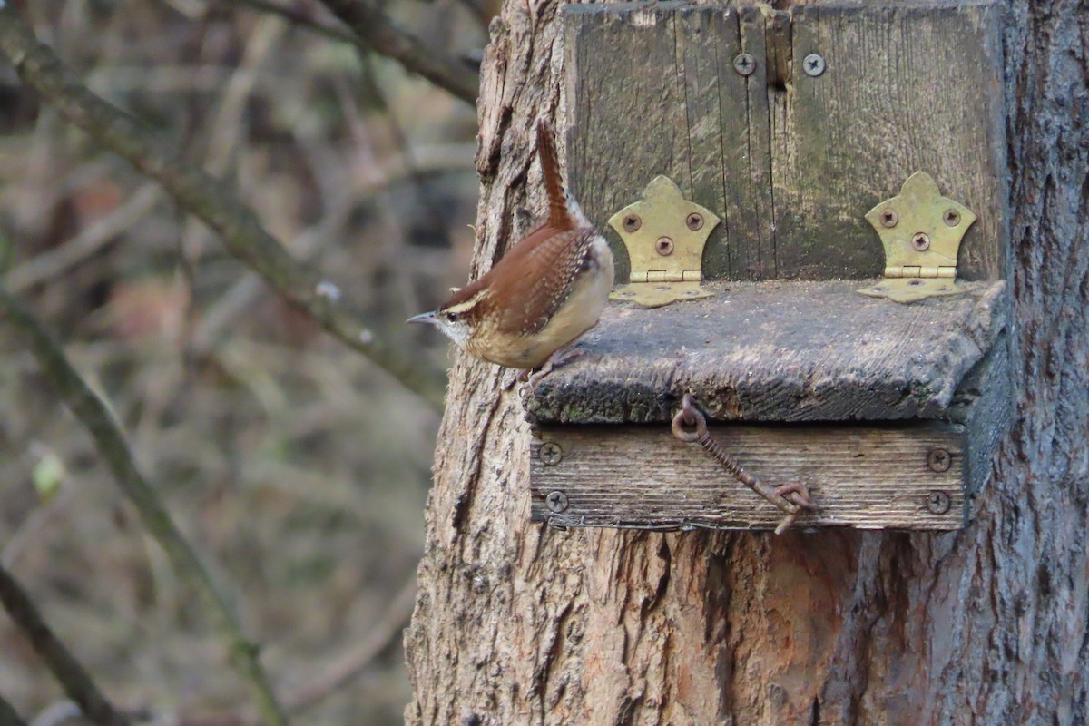 Carolina Wren - ML646674041