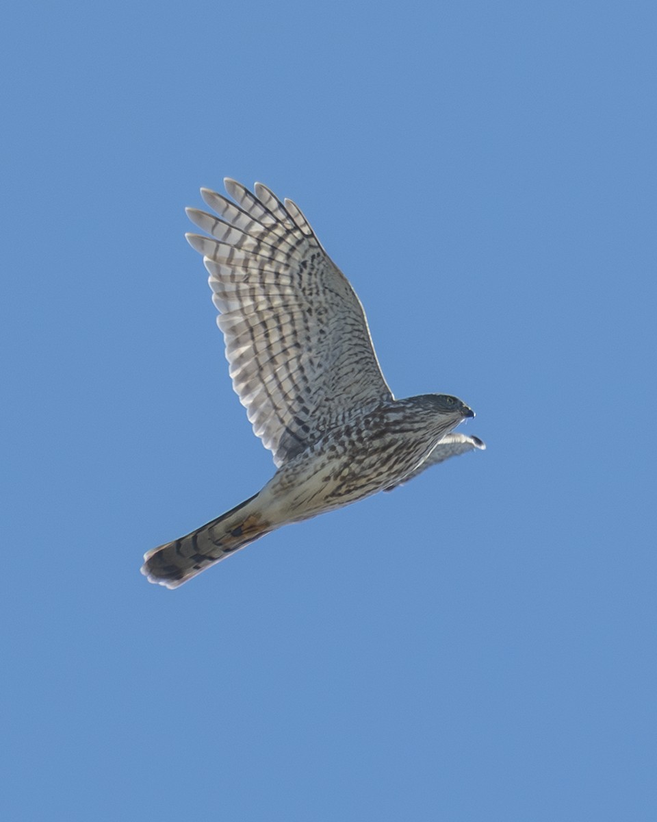 Sharp-shinned Hawk - ML646674042