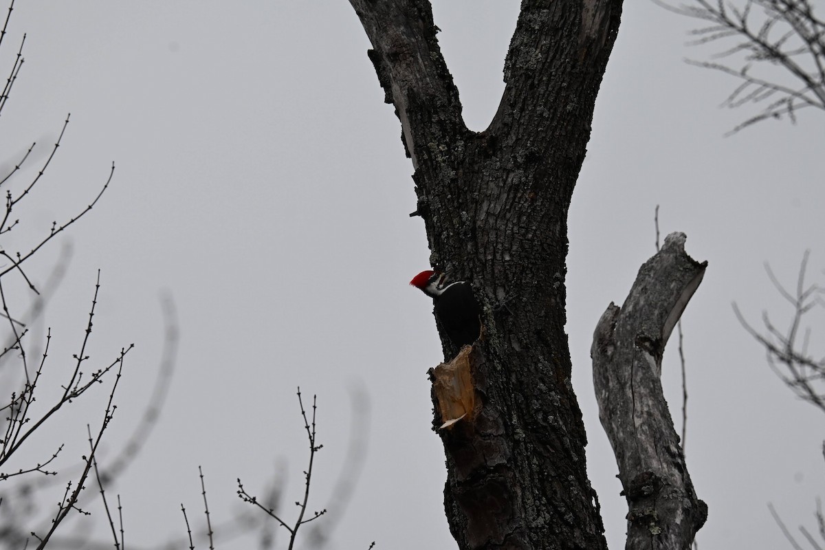 Pileated Woodpecker - ML646674043