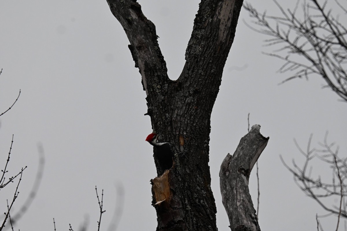 Pileated Woodpecker - ML646674044