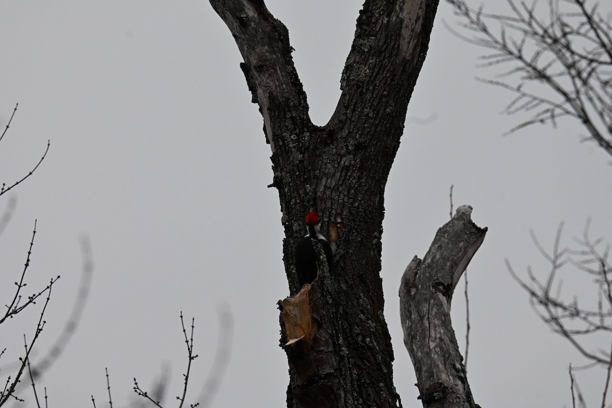 Pileated Woodpecker - ML646674045