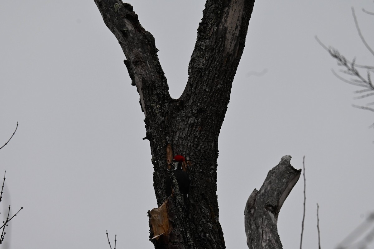 Pileated Woodpecker - ML646674046