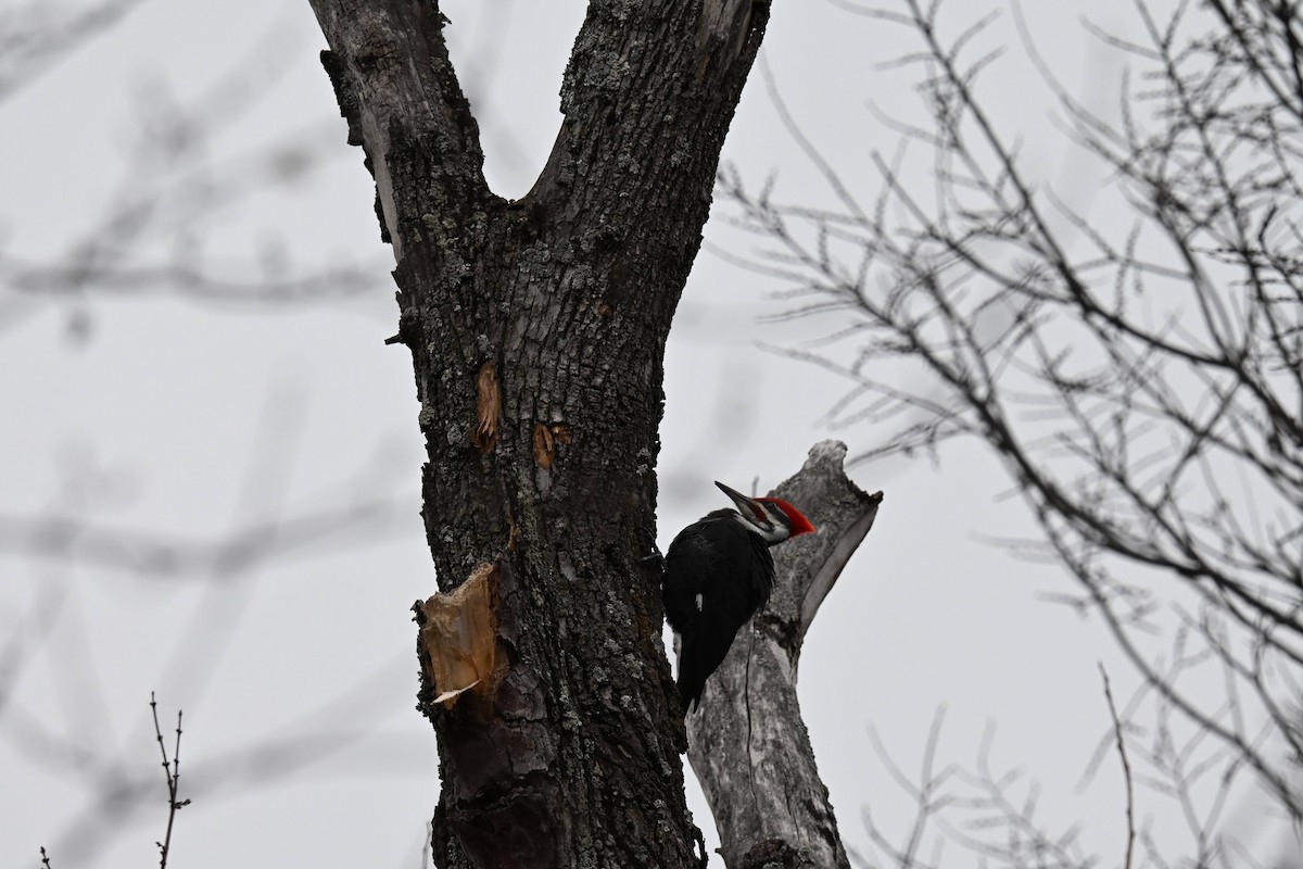 Pileated Woodpecker - ML646674047