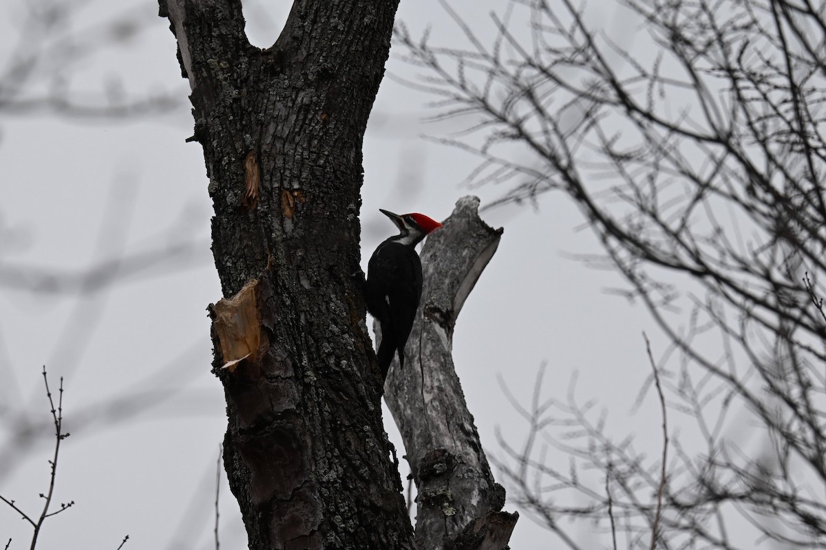 Pileated Woodpecker - ML646674048