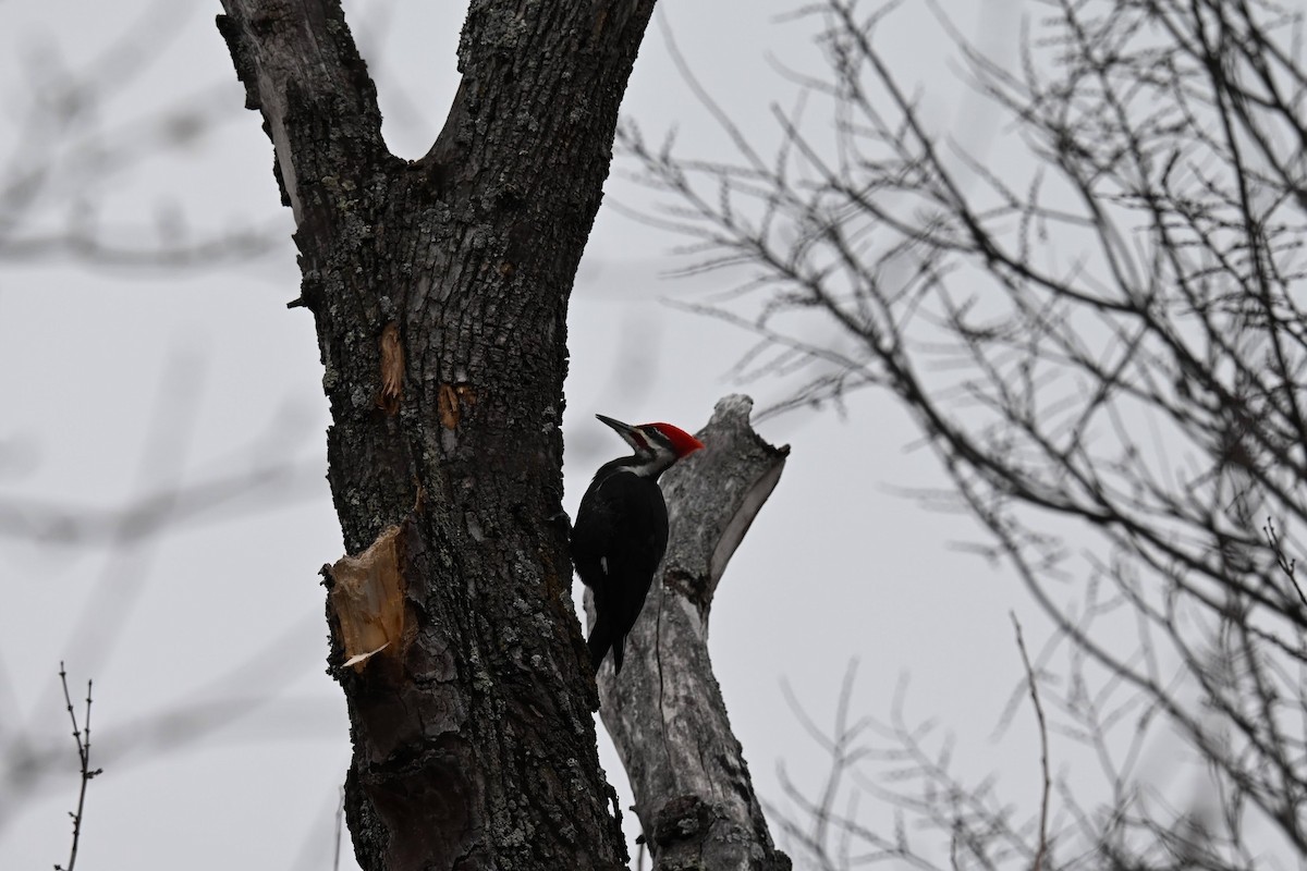 Pileated Woodpecker - ML646674049