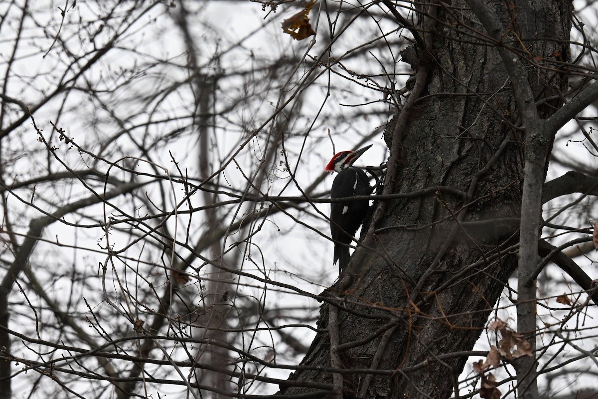 Pileated Woodpecker - ML646674050