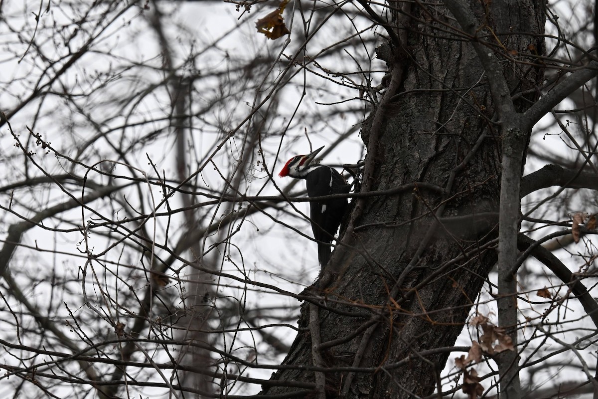 Pileated Woodpecker - ML646674053