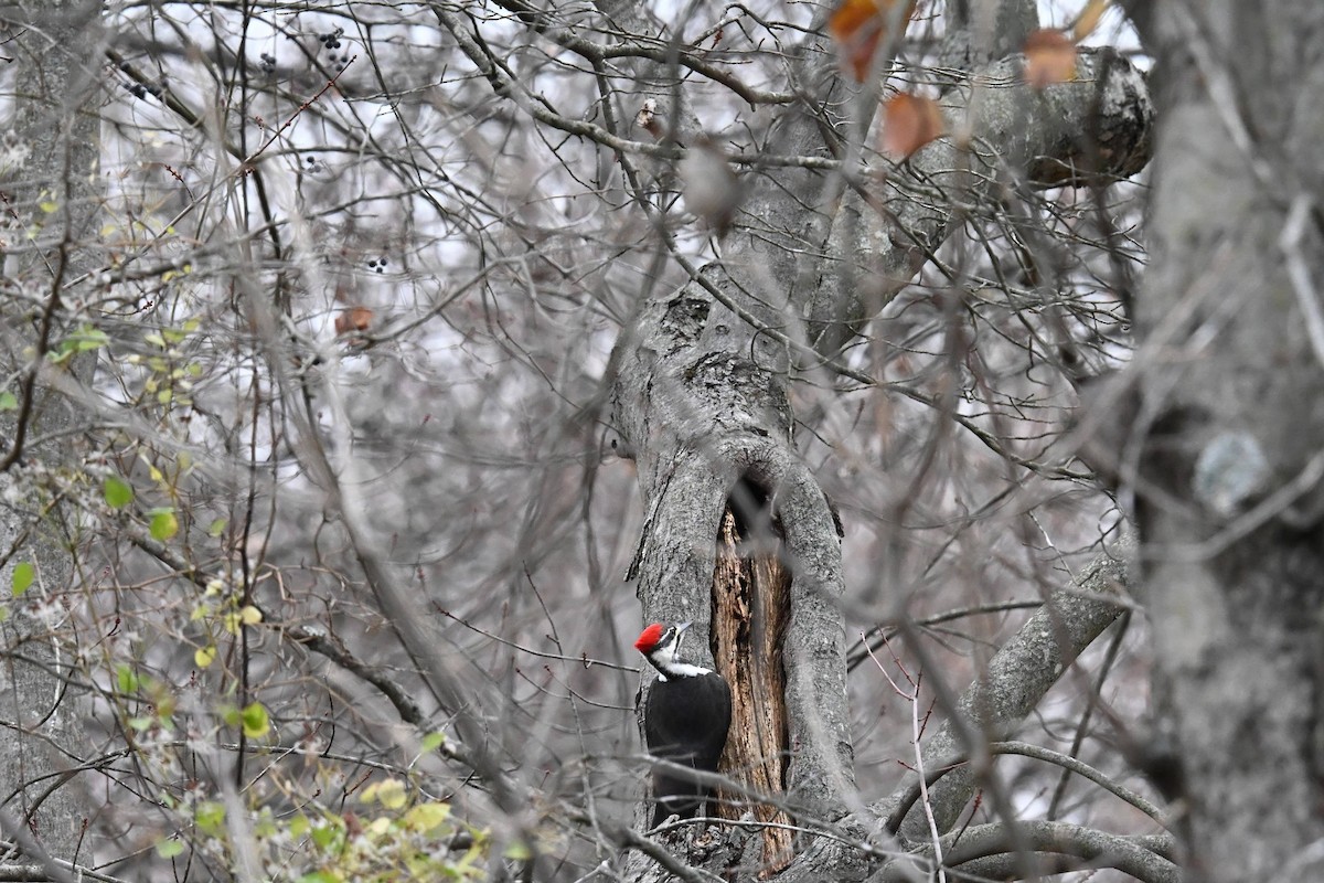 Pileated Woodpecker - ML646674056