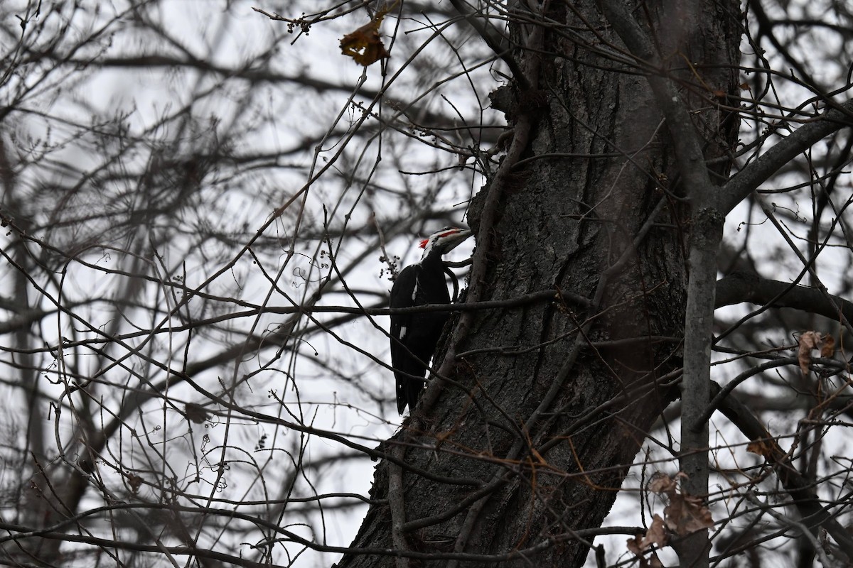Pileated Woodpecker - ML646674057