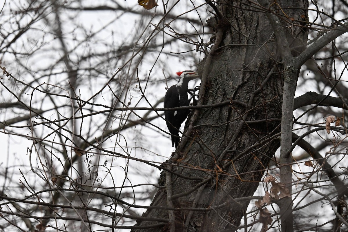 Pileated Woodpecker - ML646674058
