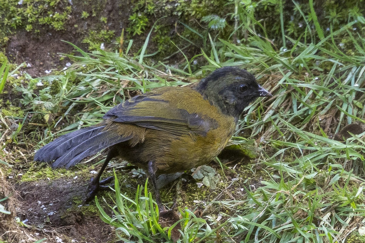 Buffy-crowned Wood-Partridge - ML646674061