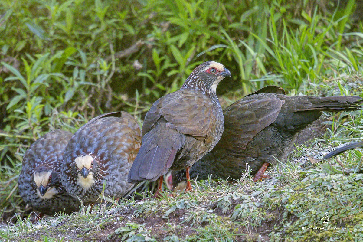 Buffy-crowned Wood-Partridge - ML646674063