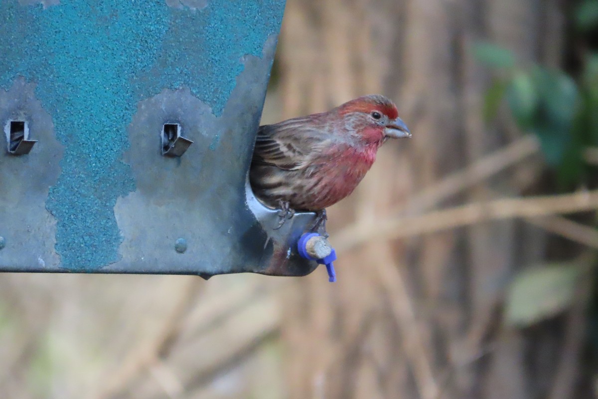 House Finch - ML646674066