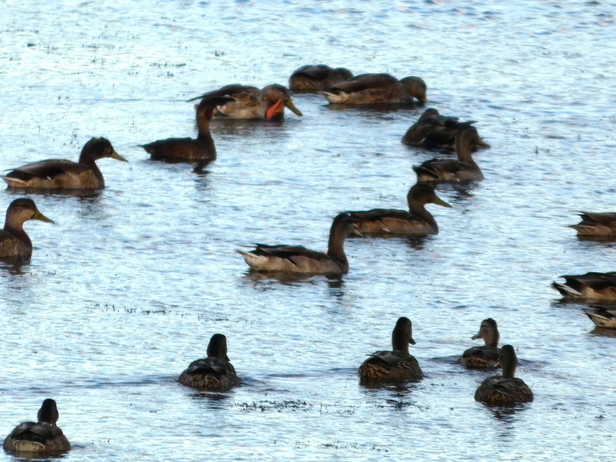 Lesser Scaup - ML646674067
