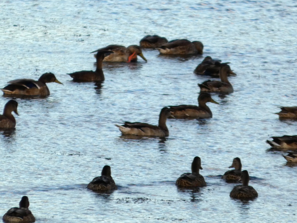 Lesser Scaup - ML646674068