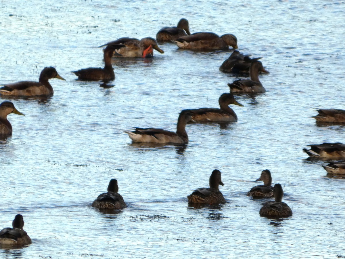Lesser Scaup - ML646674069