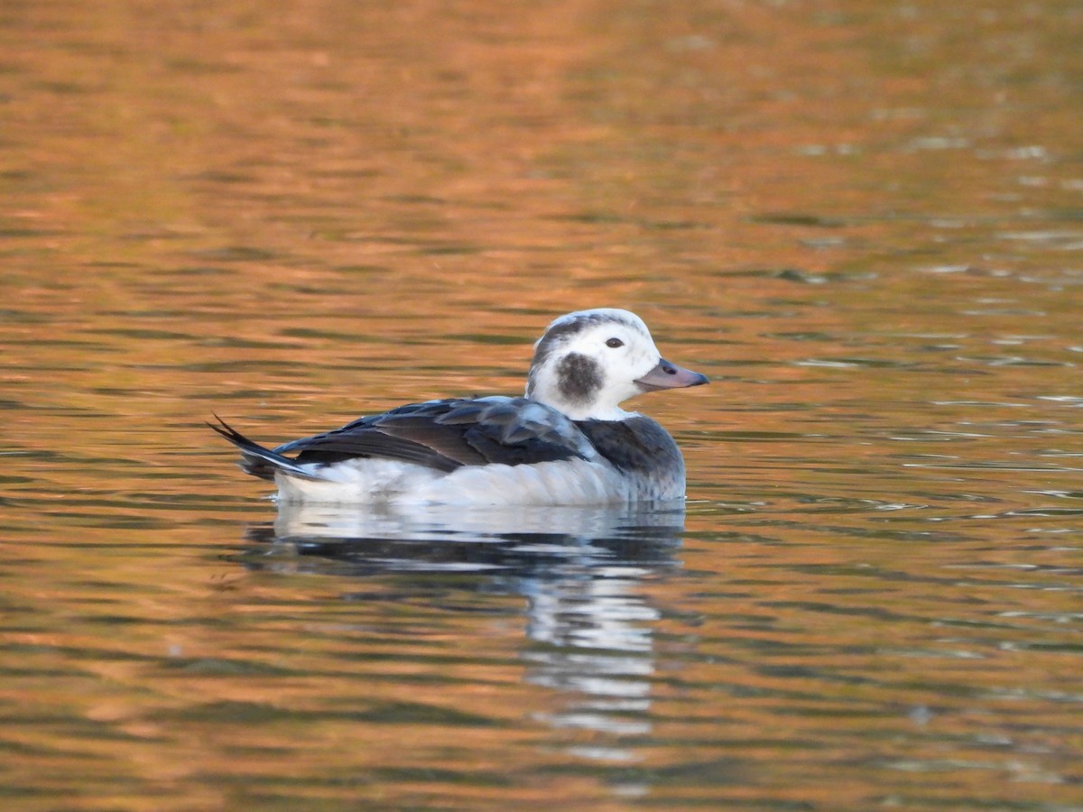 Морянка - ML646674070