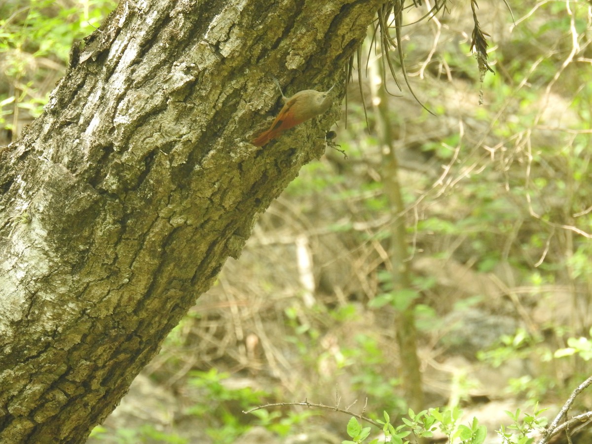 Olivaceous Woodcreeper - ML646674071