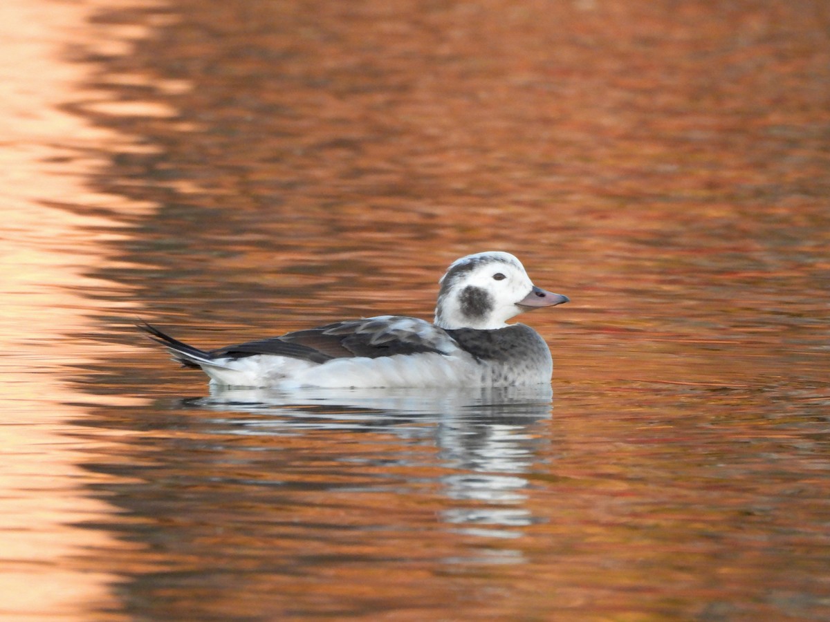 Морянка - ML646674072