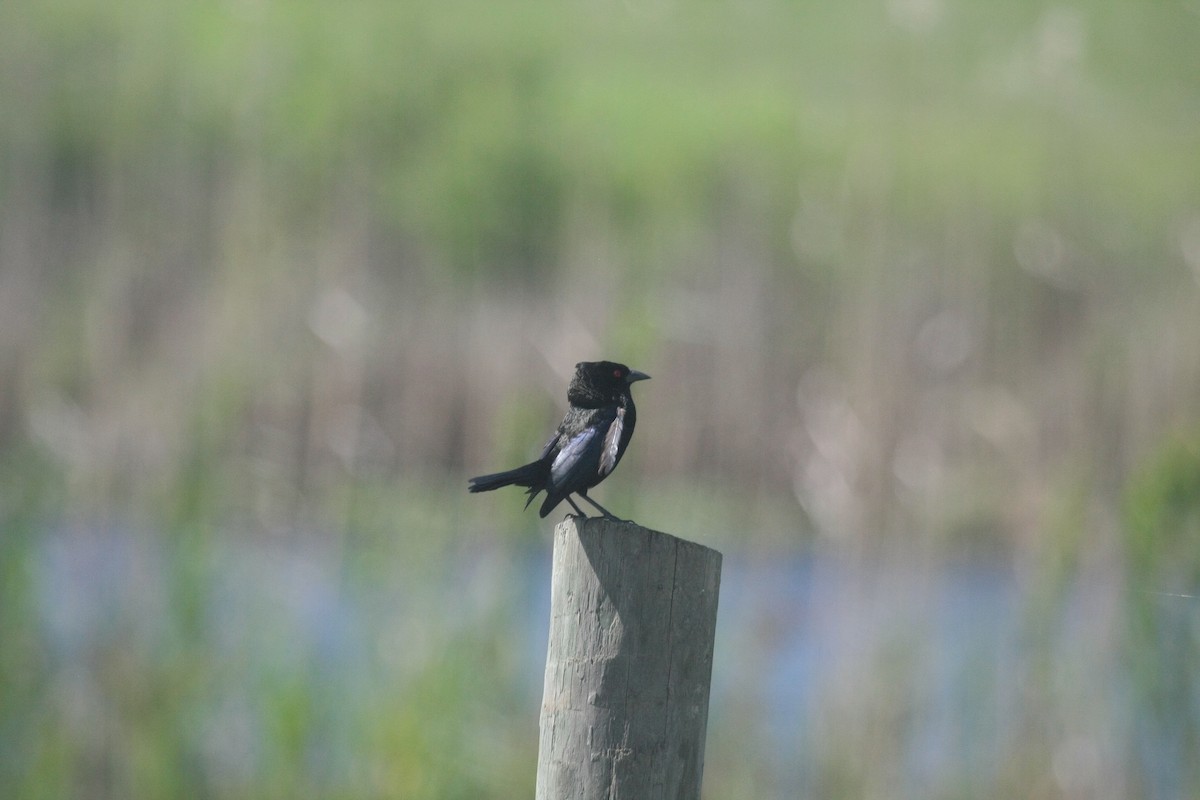 Bronzed Cowbird - ML646674073