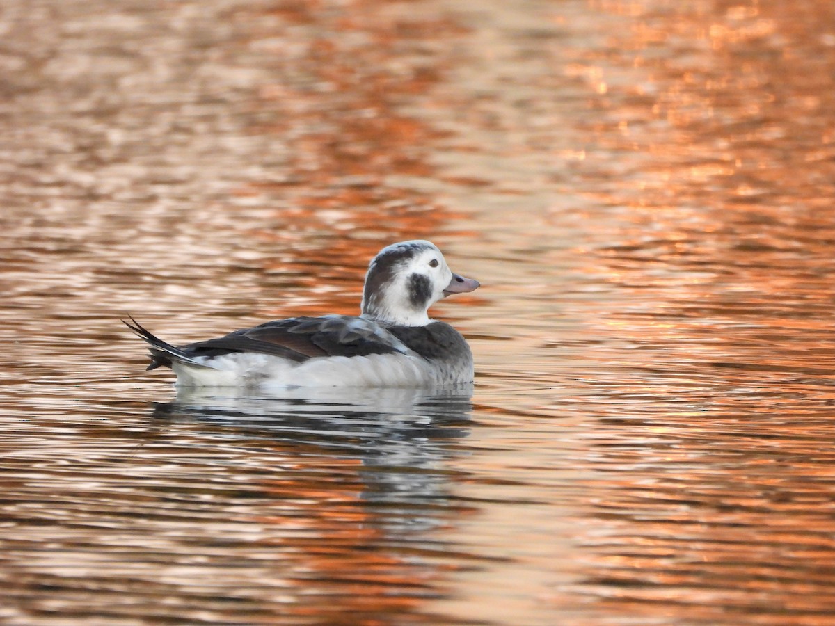 Морянка - ML646674074