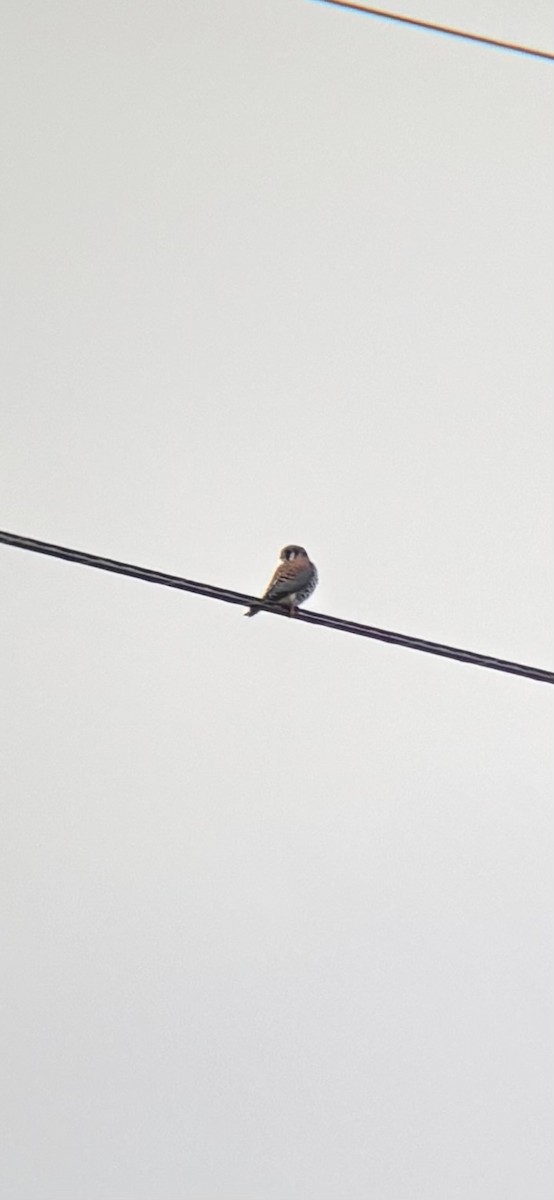 American Kestrel - ML646674076