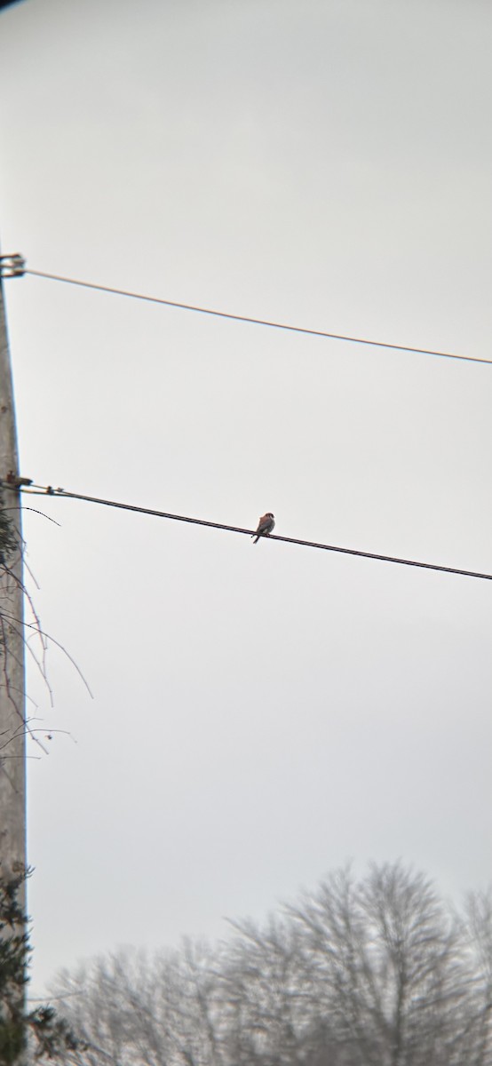 American Kestrel - ML646674077