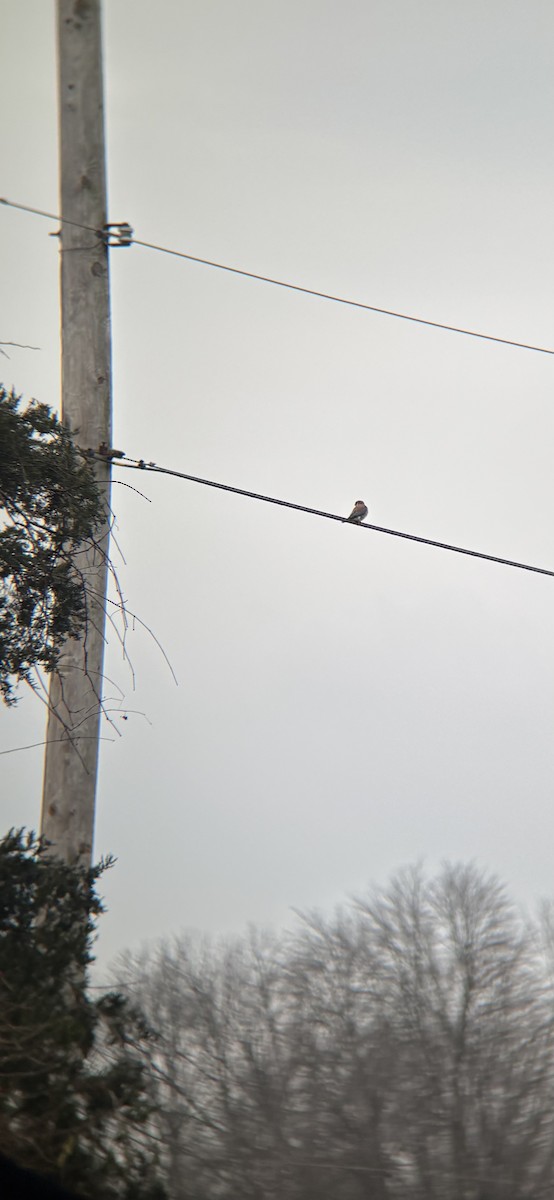 American Kestrel - ML646674078