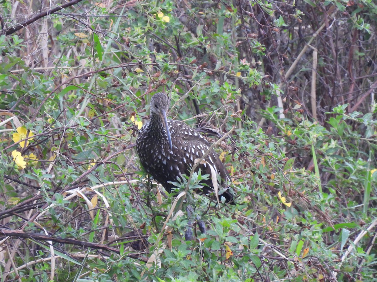 Limpkin - ML646674079