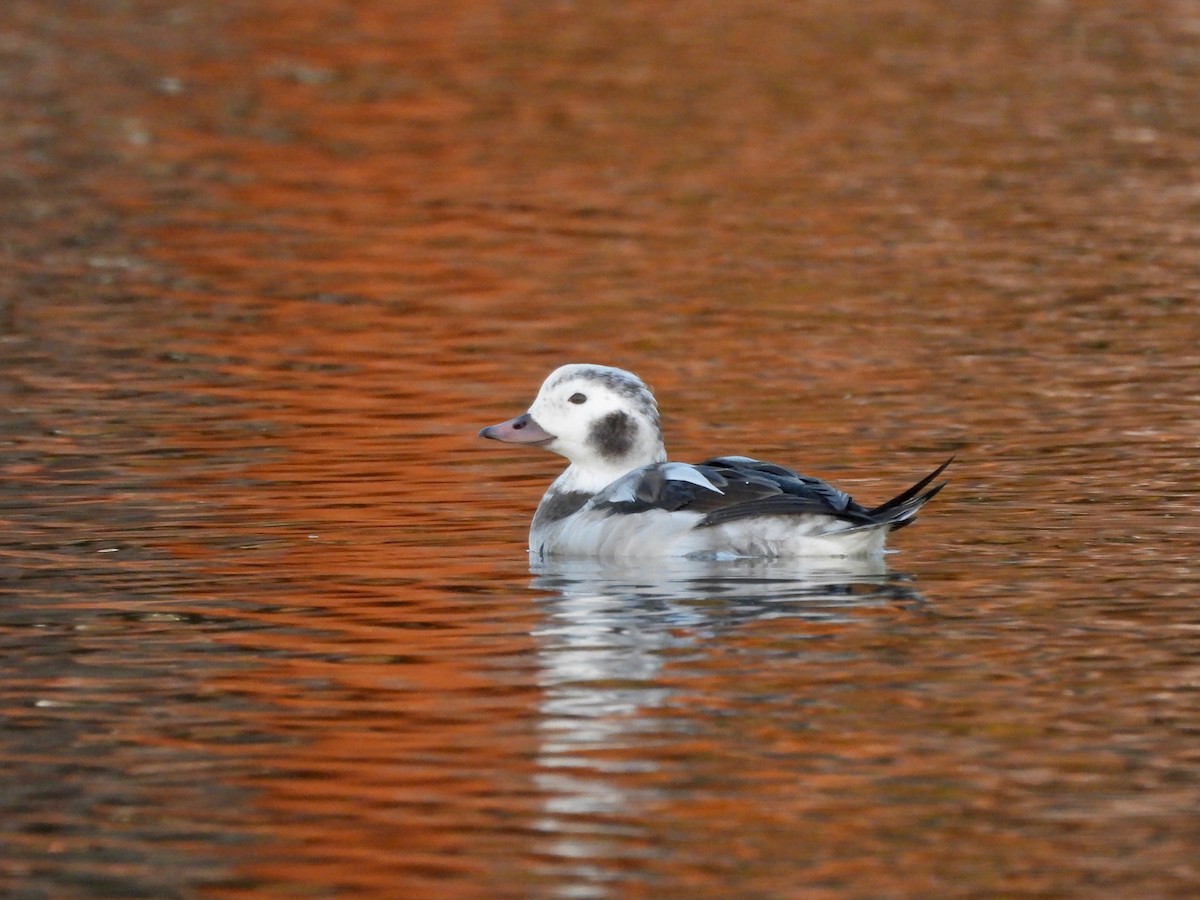 Морянка - ML646674080