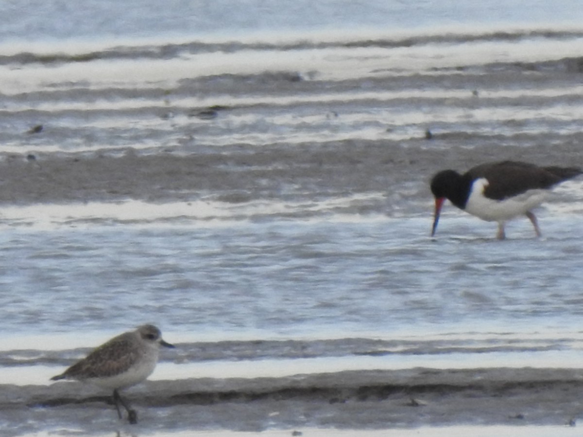 Black-bellied Plover - ML646674081