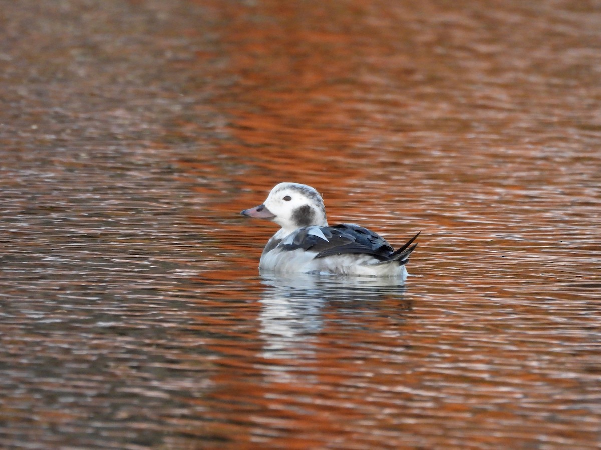 Морянка - ML646674082