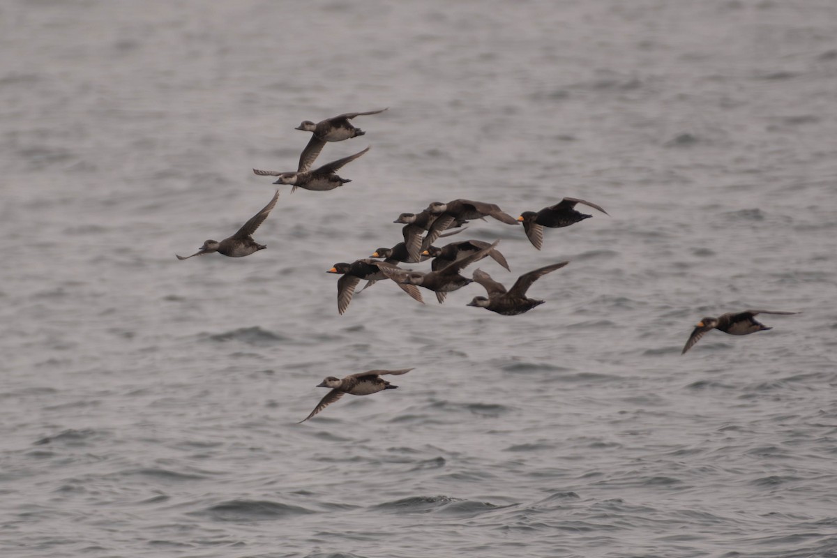 Negrón Americano - ML646674083