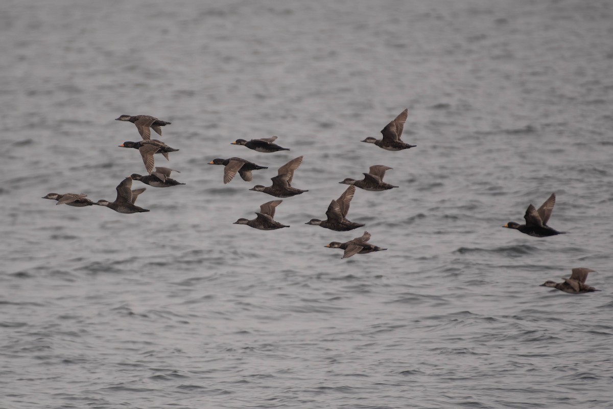 Negrón Americano - ML646674084