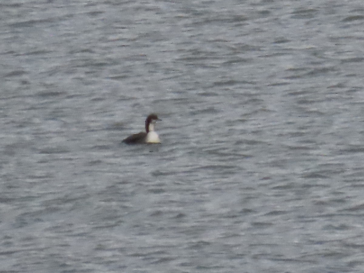 Pacific Loon - ML646674086