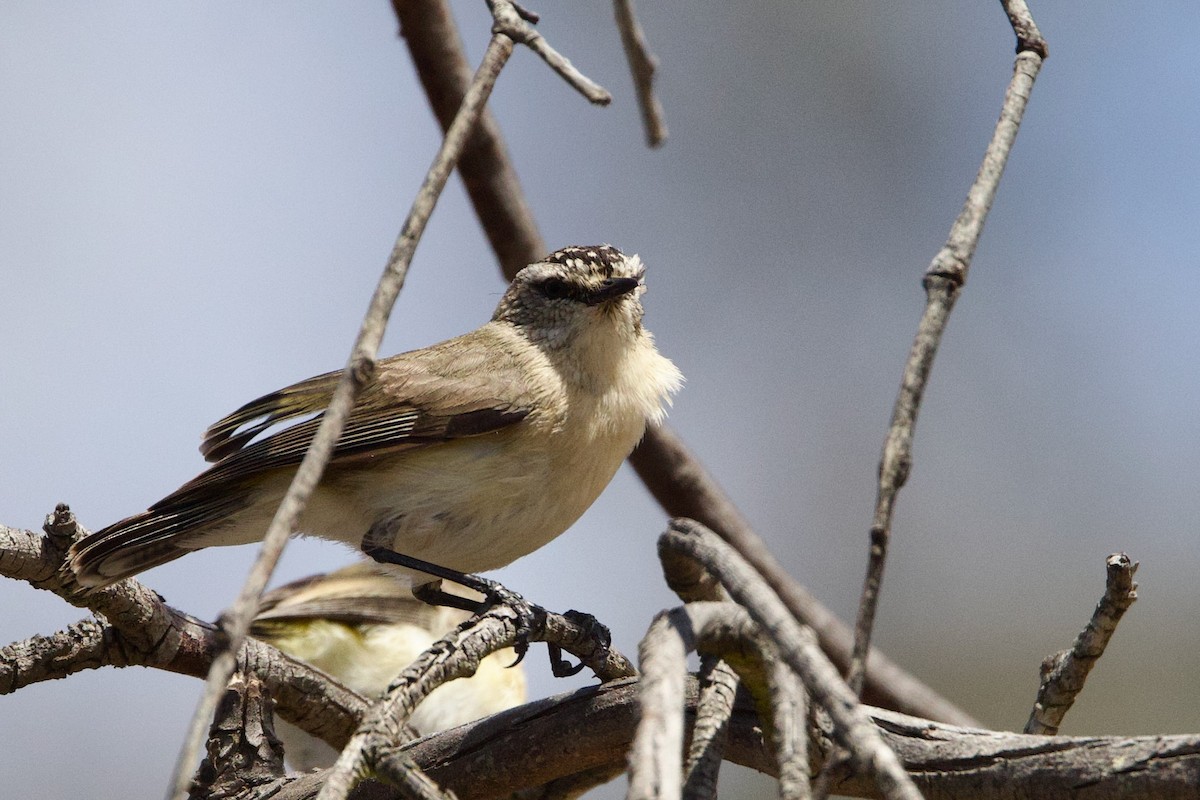 Yellow-rumped Thornbill - ML646674087