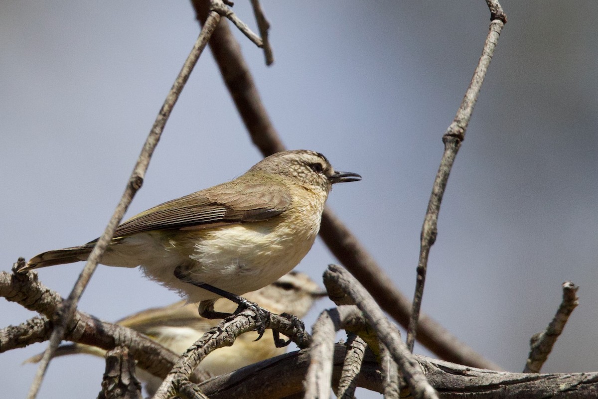 Yellow-rumped Thornbill - ML646674088