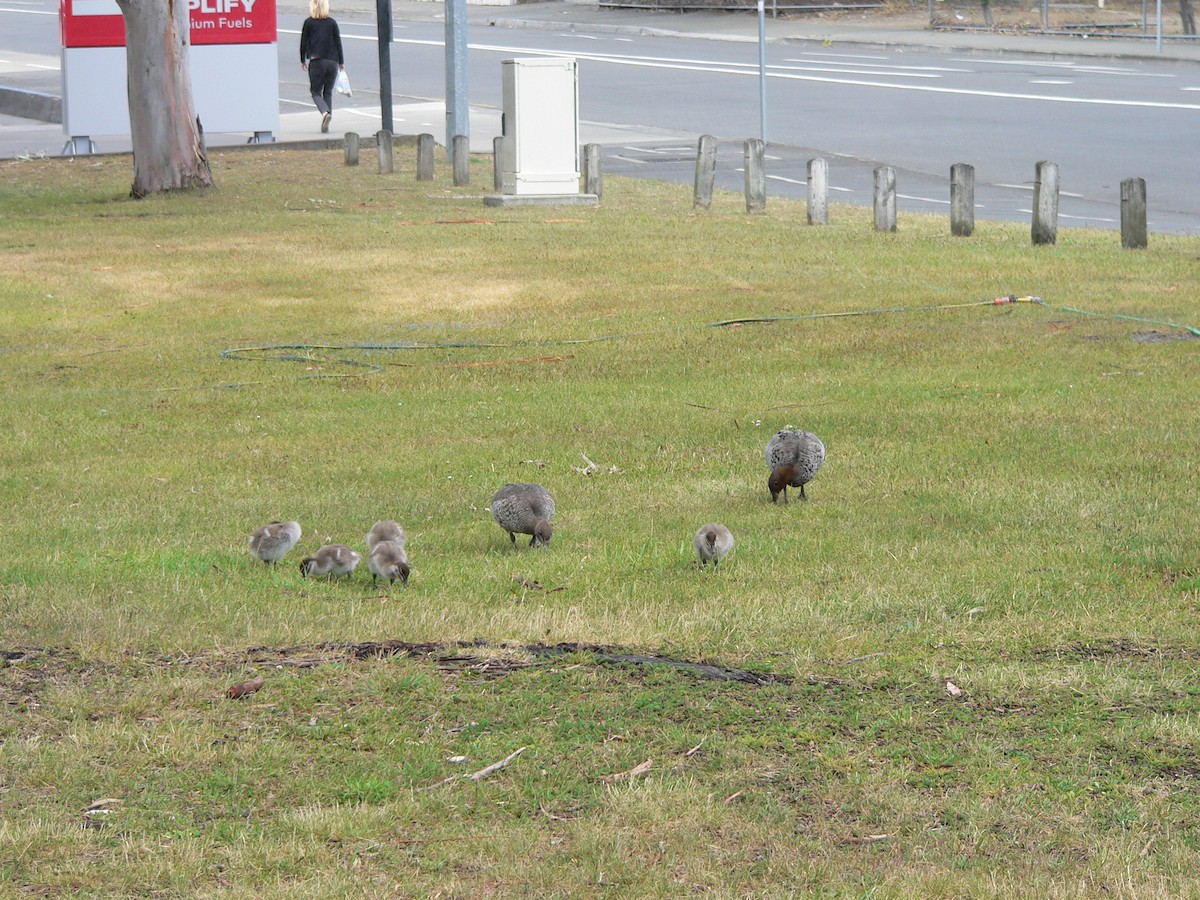 Гривистая утка - ML646674089