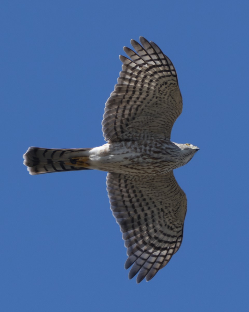 Sharp-shinned Hawk - ML646674091