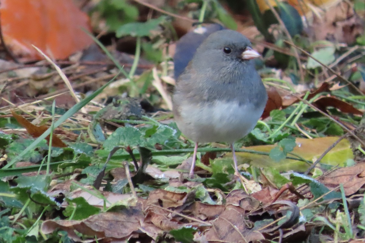 Dark-eyed Junco (Slate-colored) - ML646674092