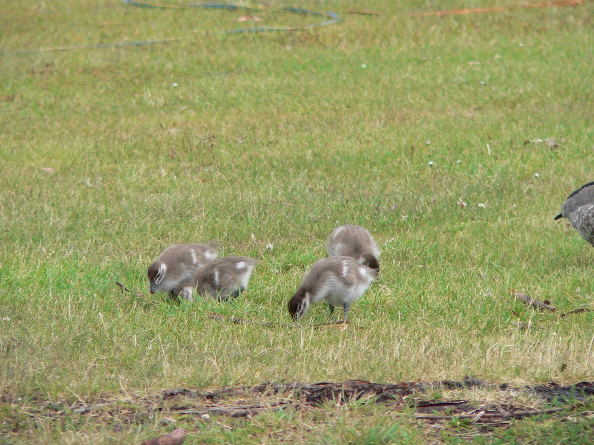 Гривистая утка - ML646674094