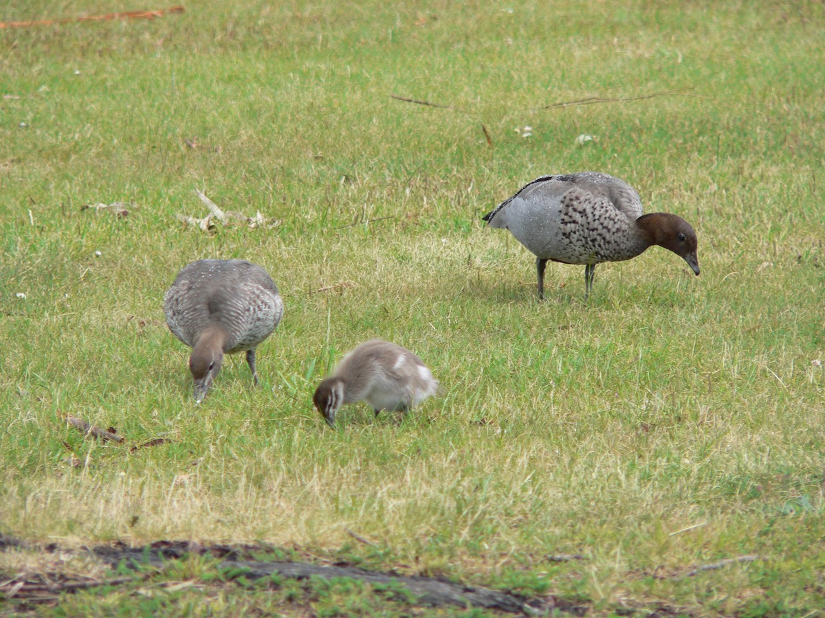 Гривистая утка - ML646674095