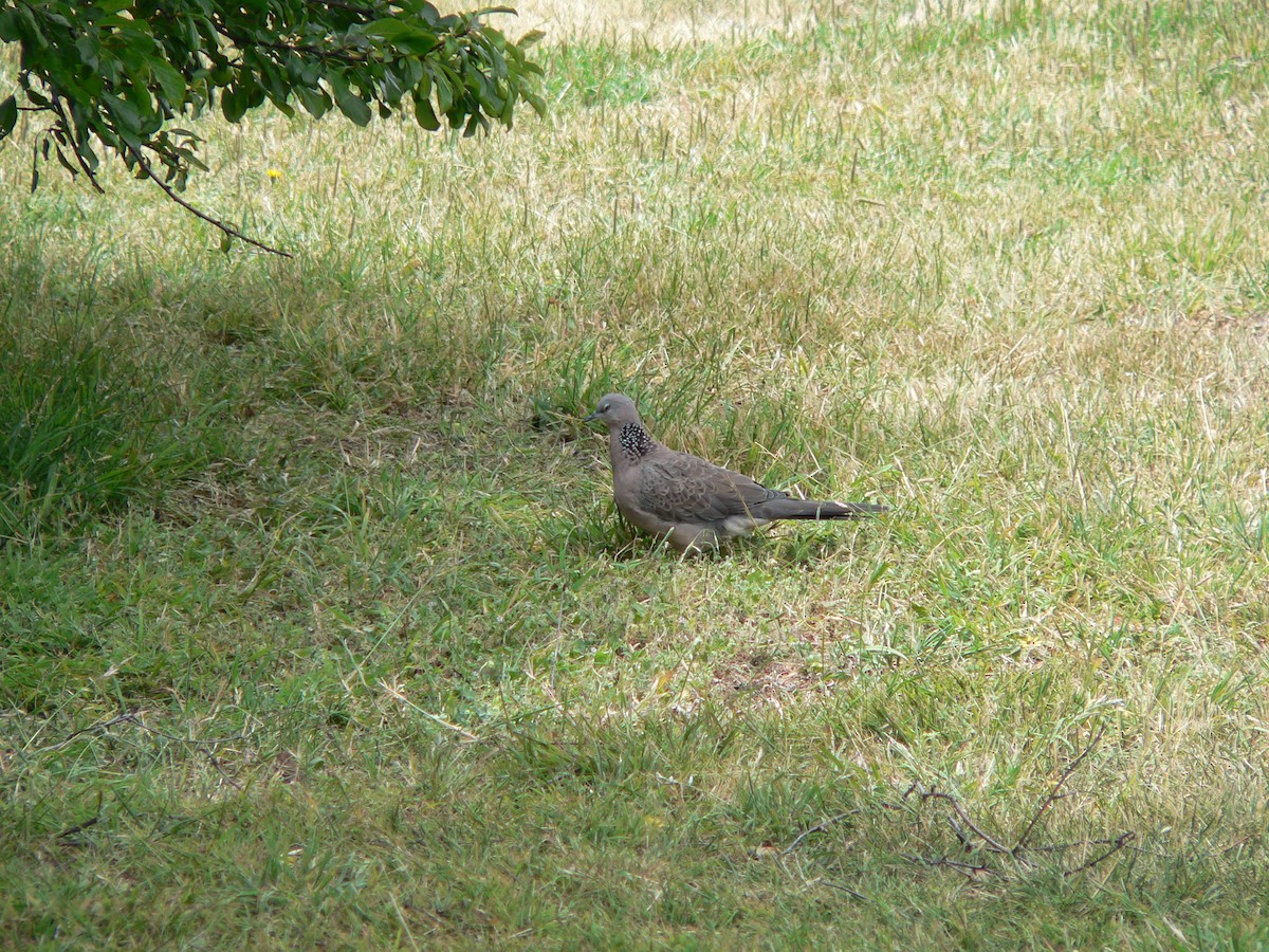 Китайская горлица - ML646674098