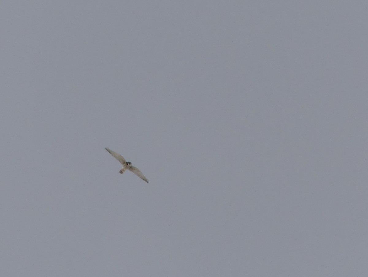 American Kestrel - ML646674099