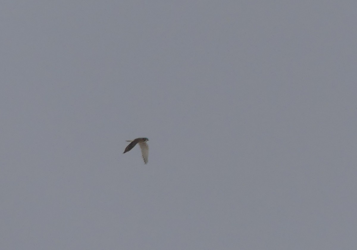 American Kestrel - ML646674100