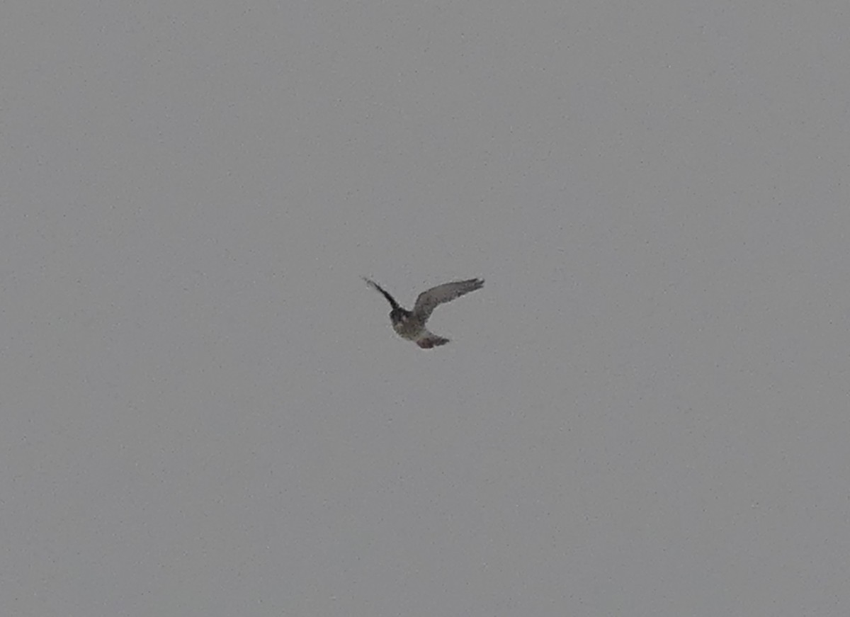 American Kestrel - ML646674101