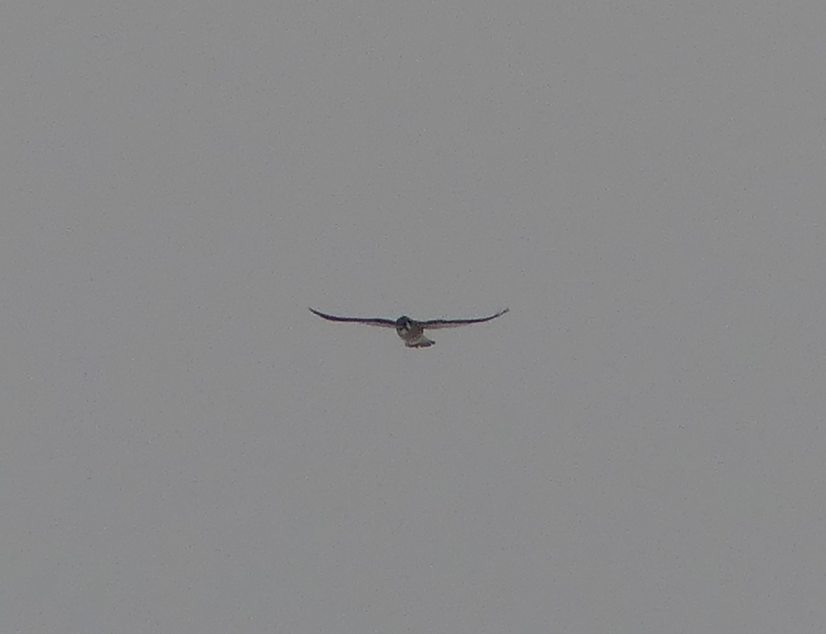 American Kestrel - ML646674102