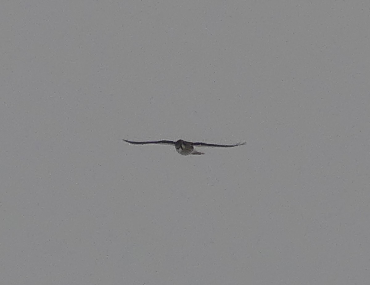 American Kestrel - ML646674104