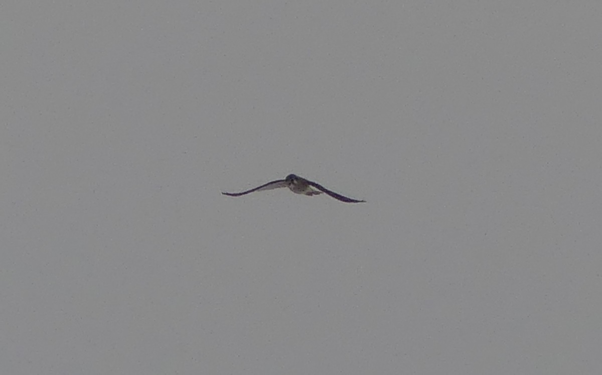 American Kestrel - ML646674105