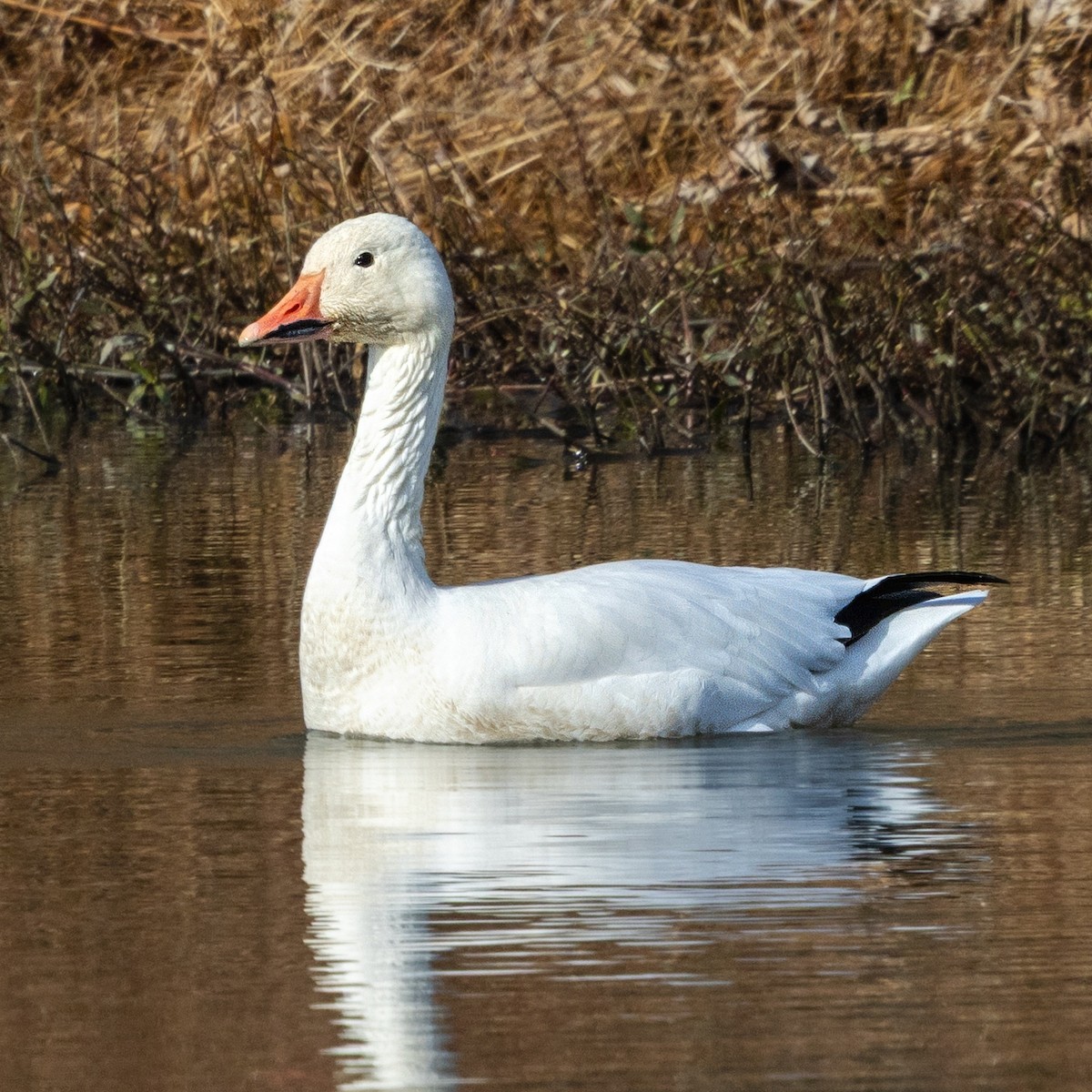 ハクガン - ML646674106